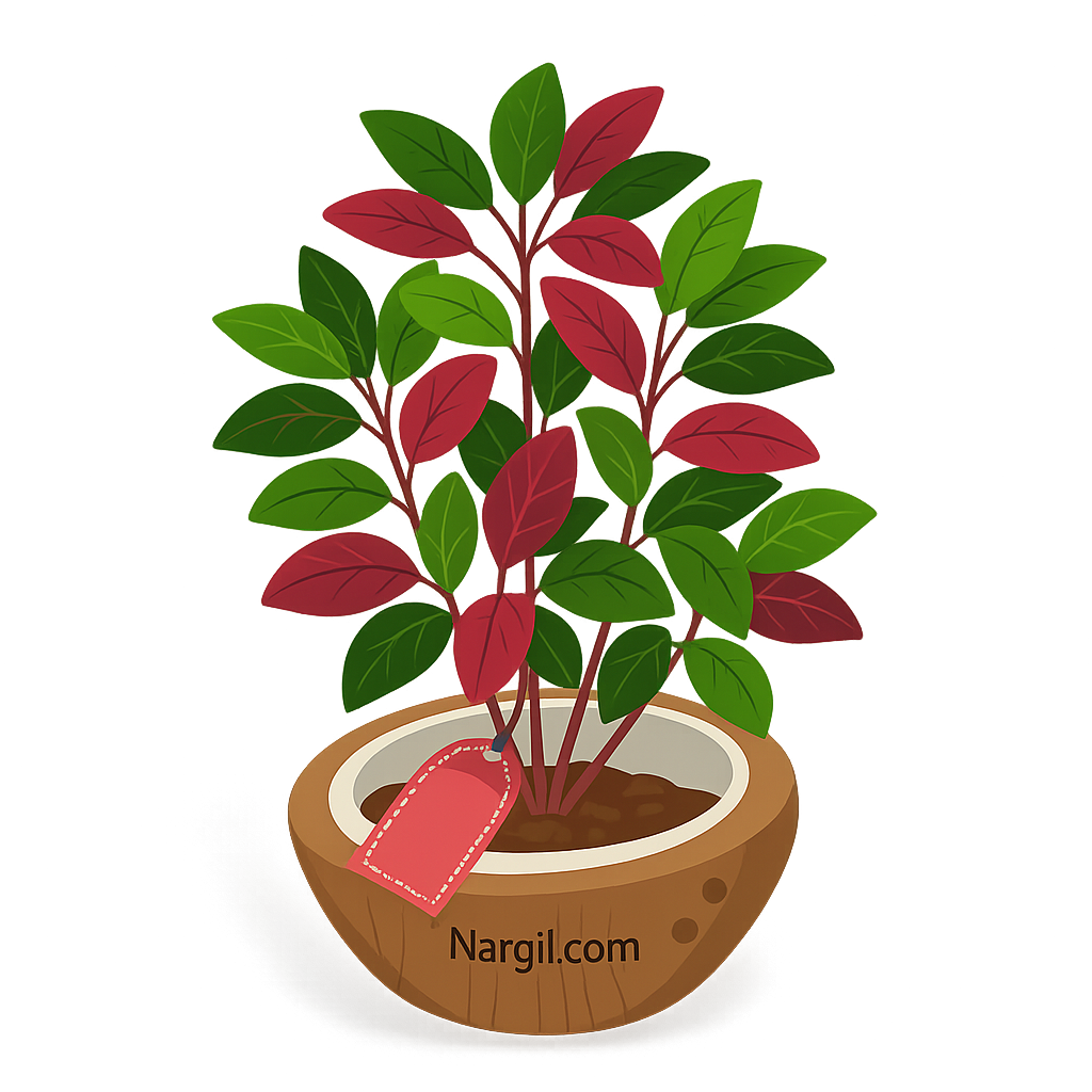 Nargil_Alternanthera bettzickiana